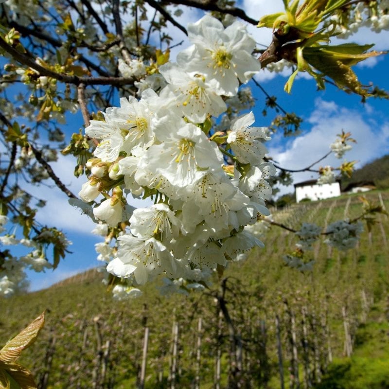 Duftende Apfelblüten rund um Saltaus und dem Passerdamm