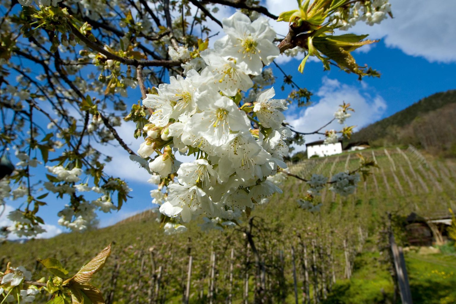 Duftende Apfelblüten rund um Saltaus und dem Passerdamm